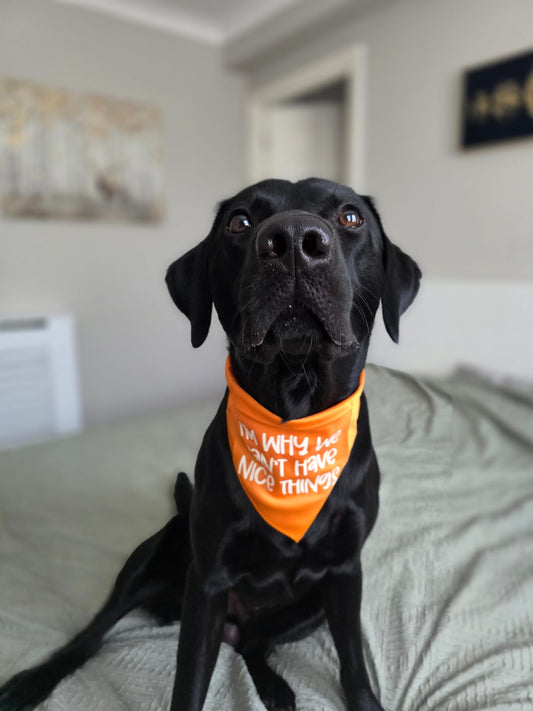Funny Pet  Bandana | Choose Design | Personalised Pet Gifts
